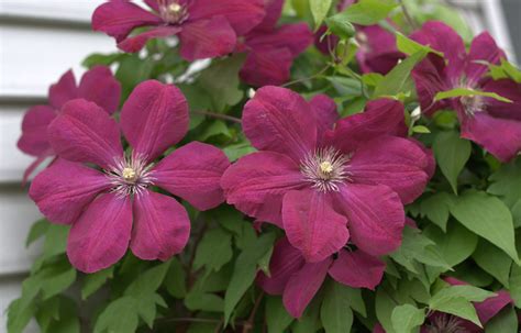 From The Soil Clematis Rouge Cardinal