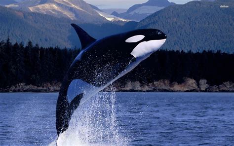 Killer Whales Wallpaper 53 Images