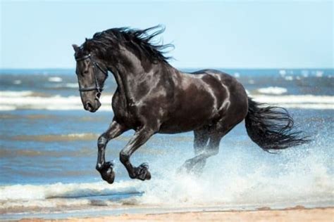 Horse Equus Caballus Incredible Facts Pictures A Z Animals