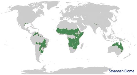 All About Savanna Biome