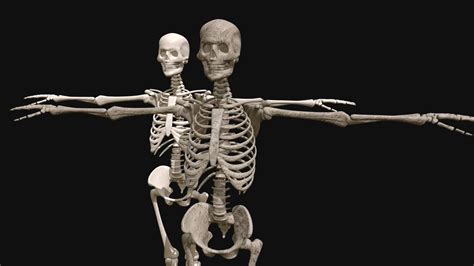 Free Low Poly Bsdf Textured Human Skeleton Download Free