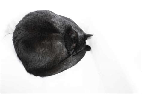 Black Cat Sleeping On White Blanket Stock Photo