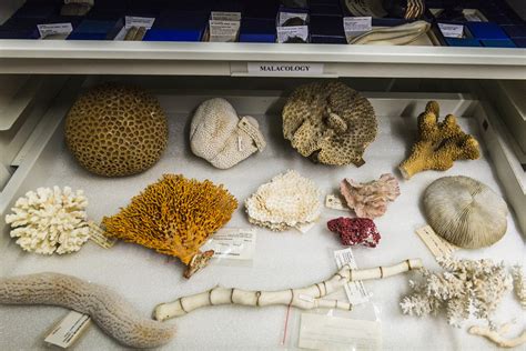 Marine Invertebrates The Australian Museum