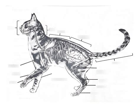 Cat External Anatomy Diagram Gambaran