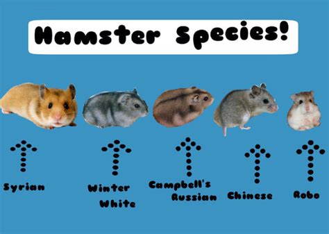 Beginners Guide For Hamster Care Hergamut