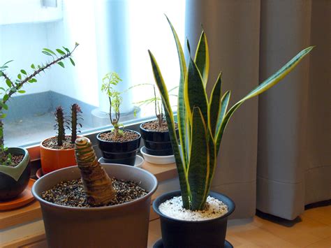 File:House plants.jpg
