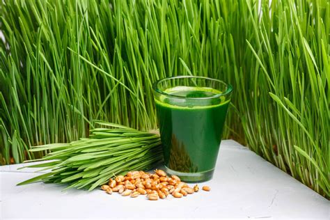 Best 3 Wheatgrass Juicers In 2023 After 29 Years Of Juicing Juicer360