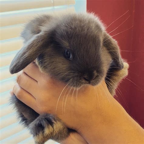 The average cost for a pet holland lop rabbit is about $40, though they can range in price from $20 to $400 or more. Holland Mini-Lop Rabbits For Sale | San Antonio, TX #307244