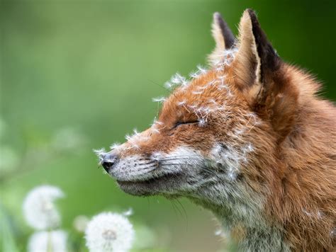 15 Of The Most Incredible Pictures From The 2023 British Wildlife