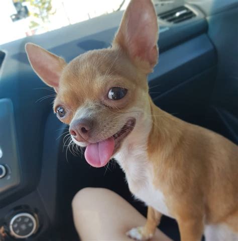 The 16 Cutest Chihuahua Pictures On Earth The Dogman