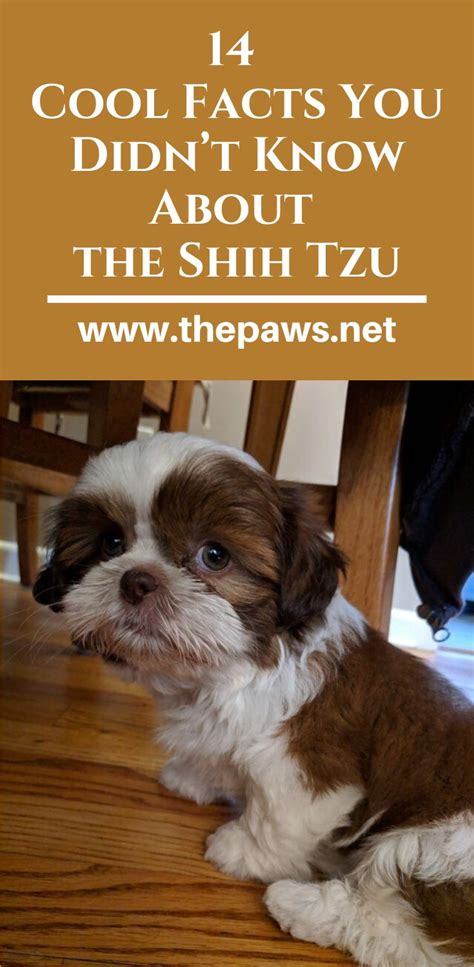 14 Cool Facts You Didnt Know About The Shih Tzu Shih