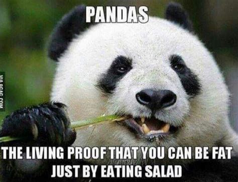 True Panda Panda Bear Funny Jokes