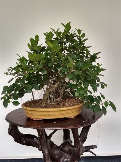 Maybe you would like to learn more about one of these? A simple guide for bonsai beginners. | Indoor bonsai tree ...