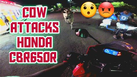 New horizons is already the most successful entry in the entire franchise. Cow attacks Honda cbr650r rider in India | Angry cow ...