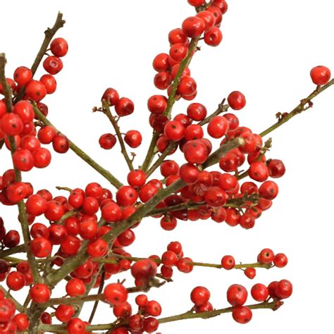 Wholesale Red Ilex Berry Branches Fiftyflowers
