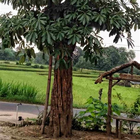 Pohon Pule Khasiat And Cara Budidayanya Taman Inspirasi Safa