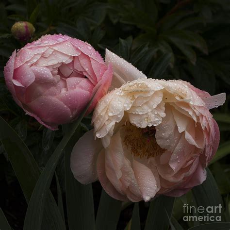 Peonies With Water Drops Sq Photograph By Mandy Judson