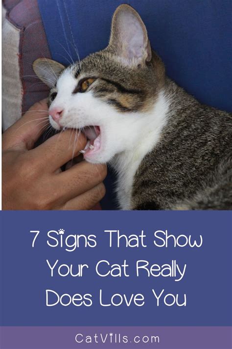 7 Unmistakable Signs Your Cat Loves You Cats Cat Love Cat Behavior