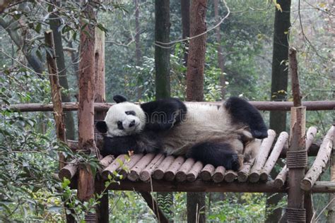Giant Panda Laying On The Wood Structure Chengdu China Stock Photo