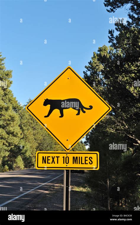 Mountain Lion Crossing Road Hi Res Stock Photography And Images Alamy