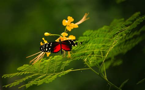 Beautiful Butterfly Wallpapers Wallpaper Cave