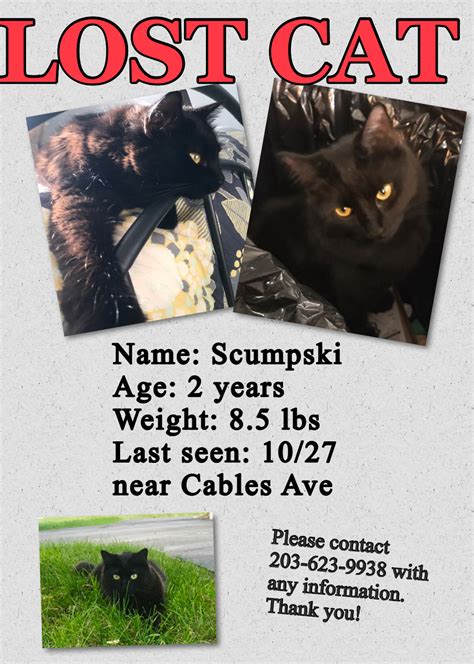 In waterbury there are a lot of restaurants, coffee shops, and parks. Lost Cat Domestic Long Hair in WATERBURY, CT - Lost My Kitty