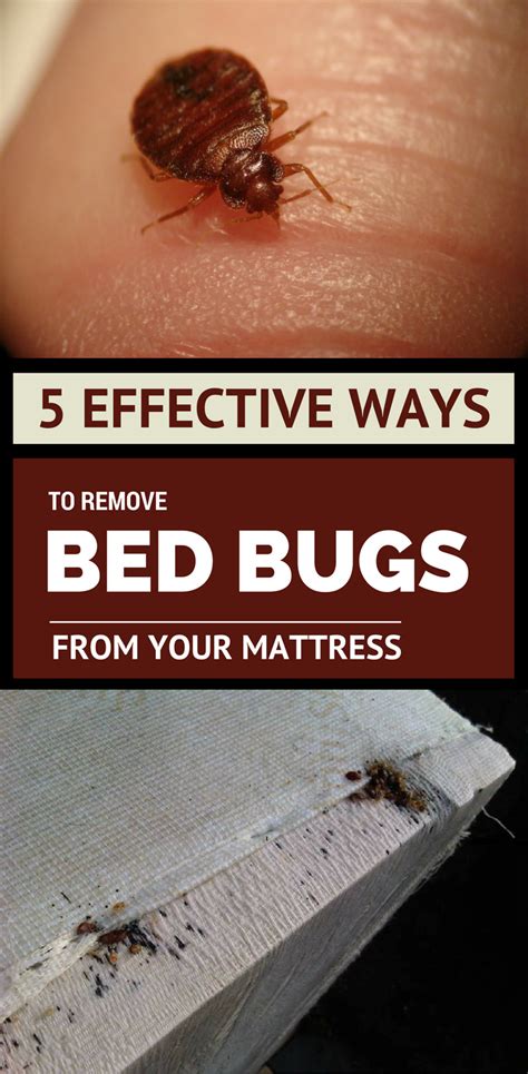 Effective Ways To Remove Bed Bugs From Your Mattress With Images Bedbugs Removal