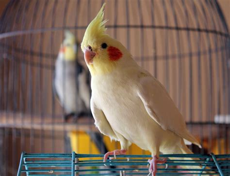 8 Top Yellow Parrots To Keep As Pets