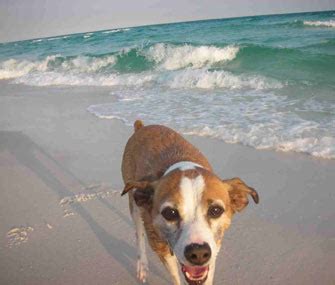 Check spelling or type a new query. Old Man Doug: An Ode to Our 17-Year-Old Dog