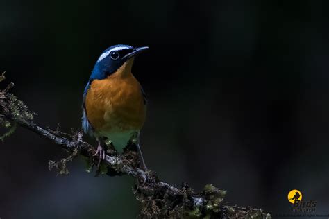 Indian Blue Robin Larvivora Brunnea Birds Of Gujarat