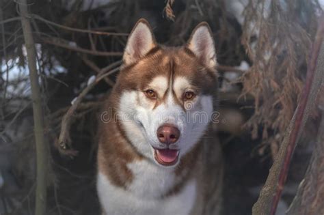 Husky Breed Dog Winter Portrait In Lair Siberian Husky In Winter