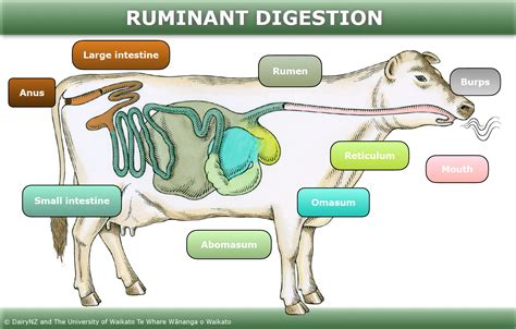 Ruminant Digestion — Science Learning Hub