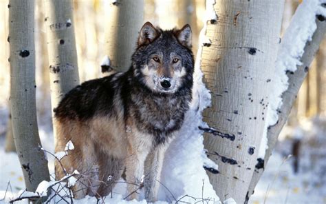 Wolf Wallpapers, Pictures, Images