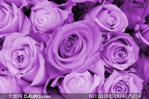 好看的紫玫瑰花图片一朵紫玫瑰花图片紫玫瑰花语图片大全大山谷图库