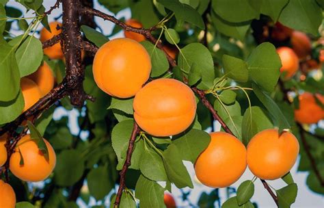 DM 5 129 Ginger Aromacot Apricot Fruit Tree Variety ANFIC