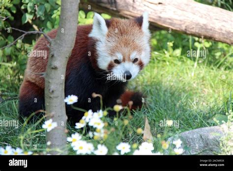 Red Panda In A Zoo In Vienna Austria Stock Photo Alamy