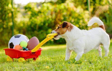 5 Key Tips For Starting Your Own Successful Pet Supply Store