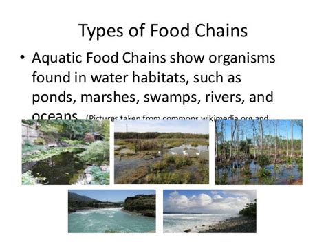 Food Chain In Terrestrial Habitat Pi Kids Digibook Food Chain