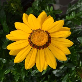 Gazania does tolerate not frost. Gazania rigens Big Kiss™ 'Frosty Yellow' Treasure Flower ...
