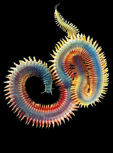 The Featured Creatures The Marine Worms