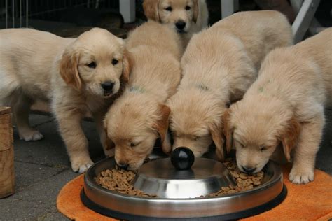 Golden Retriever Feeding Guide Shardasdog World