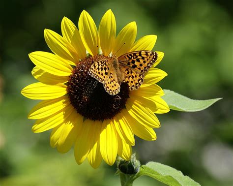 Butterfly Sunflower Photograph By Ben Upham Iii Fine Art America