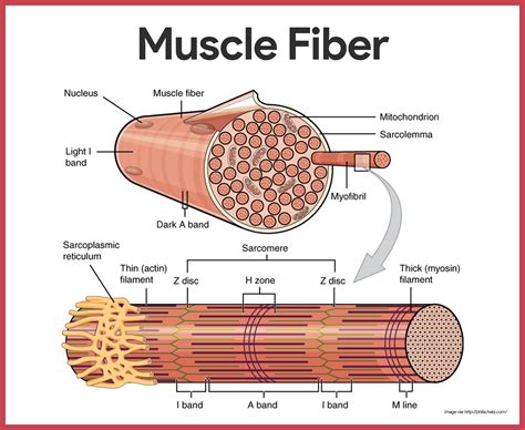 Muscular System Anatomy And Physiology Nurseslabs