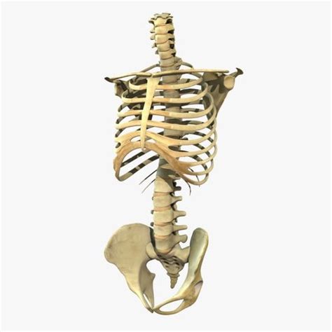 Human Torso Detailed Skeleton Rigged 3d Model Rigged Cgtrader