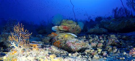 Robotic Diver Reveals The Secrets Of Deep Sea Tropical Reefs Marine