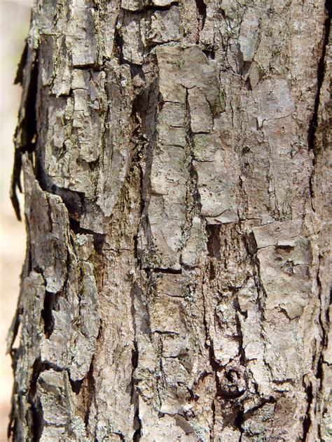 Eastern White Oak Bark Dendroica Cerulea Flickr