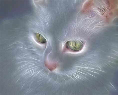 Glowing Cat Photograph By Mikki Cucuzzo Fine Art America