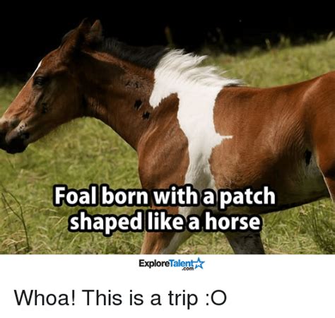 Foal Born With A Patch Shaped Like A Horse Talentat Explore Whoa This