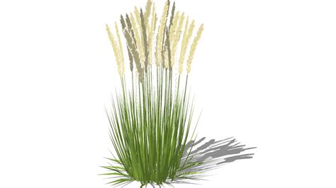 Calamagrostis Feather Reed Grass 3d Warehouse