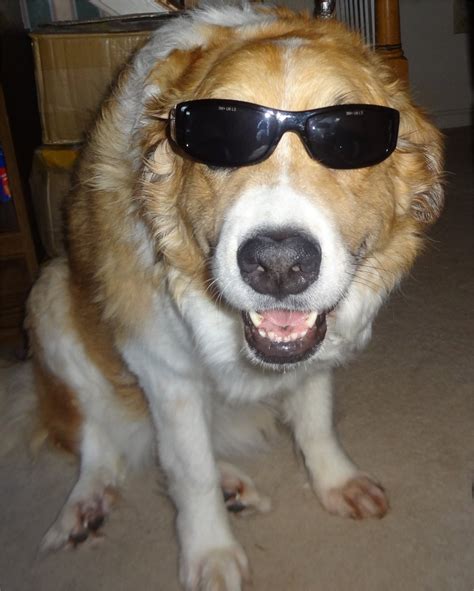 Are Dogs With Sunglasses The Greatest Thing Ever Sports Hip Hop